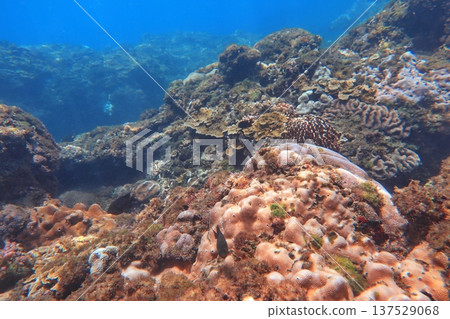 珊瑚礁 潛水 137529068