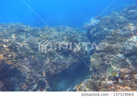 珊瑚礁 潛水 137529069