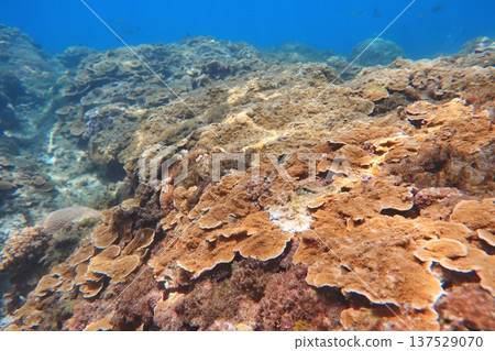 玫瑰珊瑚 珊瑚礁 潛水 137529070