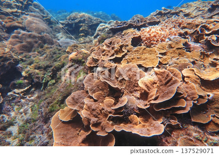 玫瑰珊瑚 珊瑚礁 潛水 玫瑰珊瑚 珊瑚礁 潛水 137529071
