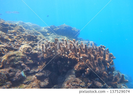 Coral reef diving Coral reef diving 137529074