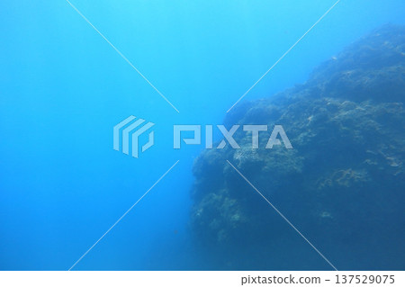 珊瑚礁 潛水 珊瑚礁 潛水 137529075
