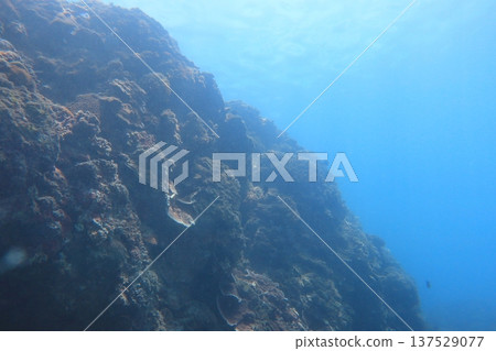 Coral reef diving Coral reef diving 137529077