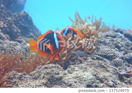 White-striped clownfish, diving 137529079