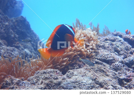 White-striped clownfish, diving 137529080