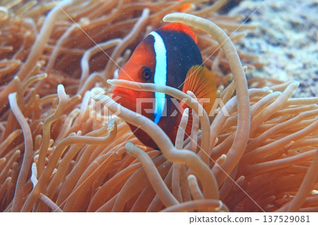 White-striped clownfish, diving 137529081