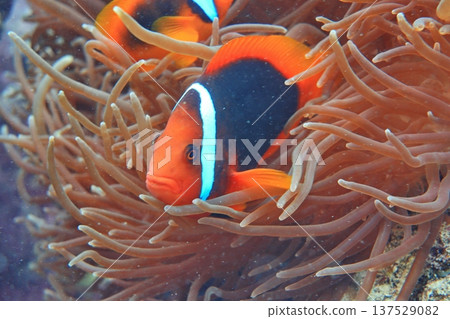白條雙鋸魚 小丑魚 潛水 白條雙鋸魚 小丑魚 潛水 137529082