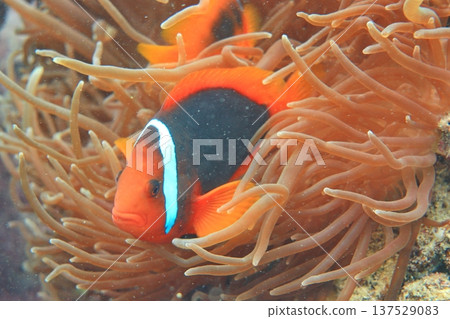 白條雙鋸魚 小丑魚 潛水 137529083