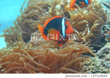 White-striped clownfish, diving 137529084