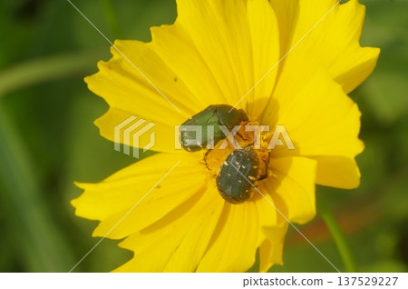Core Ohanamuri 吃金雞菊花粉 Core Ohanamuri 吃金雞菊花粉 137529227