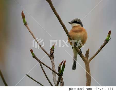 春天,一隻雄性日本叢伯勞棲息在樹枝上。 春天,一隻雄性日本叢伯勞棲息在樹枝上。 137529444