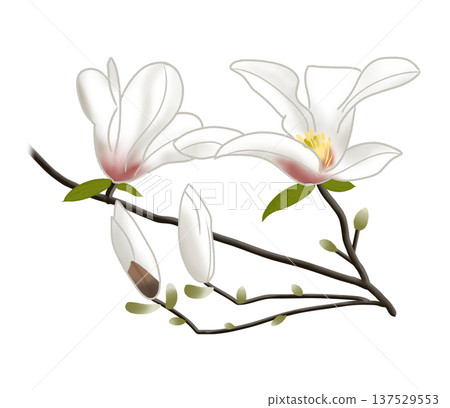 Magnolias, which produce large white flowers in early spring 137529553