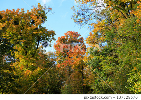 Vibrant autumn foliage paints the trees in a spectrum of warm colors against a clear blue sky 137529576