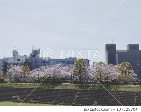 Cherry blossom trees on the bank and the sky 137529704