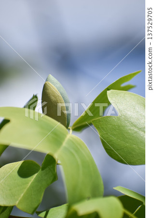 Buds and leaves of the tulip tree 137529705