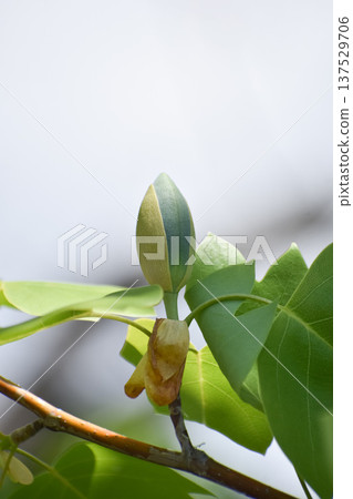 Buds and leaves of the tulip tree Buds and leaves of the tulip tree 137529706
