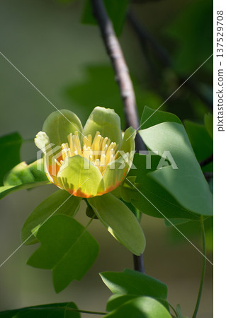 Tulip tree flowers and leaves Tulip tree flowers and leaves 137529708