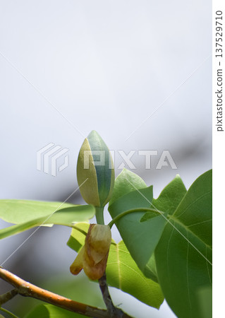 Buds and leaves of the tulip tree 137529710