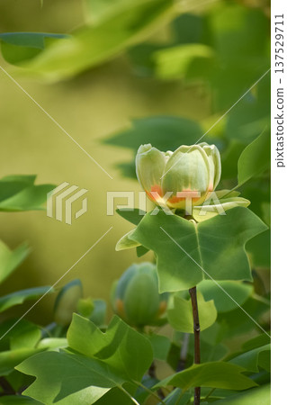 鬱金香樹的花和葉子 137529711