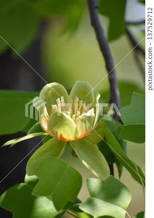 Tulip tree flowers and leaves 137529712