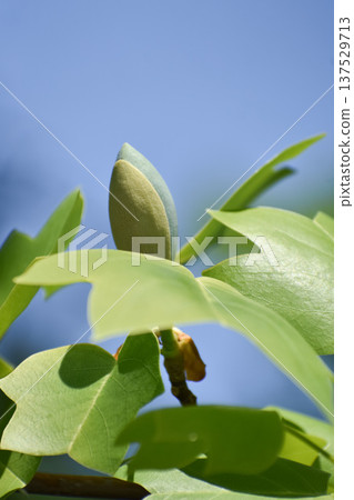 Buds and leaves of the tulip tree 137529713