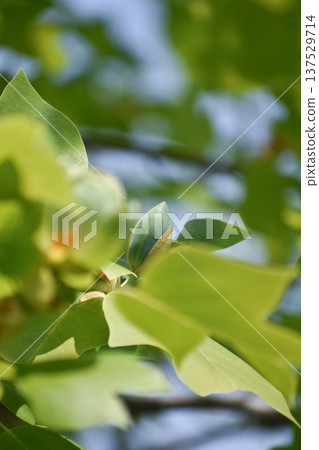 鬱金香樹的花蕾和葉子 137529714