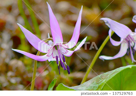 Spring fairies: delicate and beautiful dogtooth violets Spring fairies: delicate and beautiful dogtooth violets 137529763