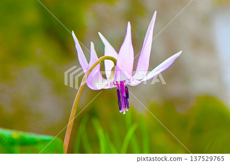 Spring fairies: delicate and beautiful dogtooth violets Spring fairies: delicate and beautiful dogtooth violets 137529765