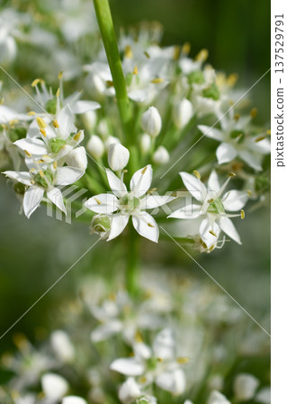 白韭菜花 137529791