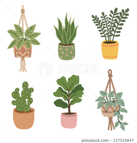 Indoor houseplant set with monstera, succulent and hanging flowerpot 137529847