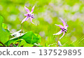 Spring fairies: delicate and beautiful dogtooth violets 137529895