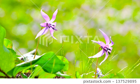 春之仙子：嬌嫩美麗的犬齒紫羅蘭 137529895