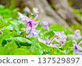 Spring fairies: delicate and beautiful dogtooth violets 137529897