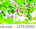 Spring fairies: delicate and beautiful dogtooth violets 137529901