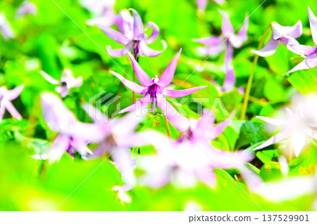 Spring fairies: delicate and beautiful dogtooth violets 137529901