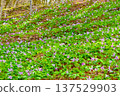 Dogtooth violets in Korankei 137529903