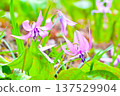 Spring fairies: delicate and beautiful dogtooth violets 137529904