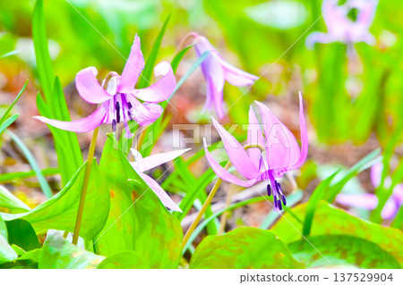 Spring fairies: delicate and beautiful dogtooth violets 137529904