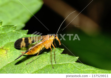 A type of scorpion fly (female) 137529911