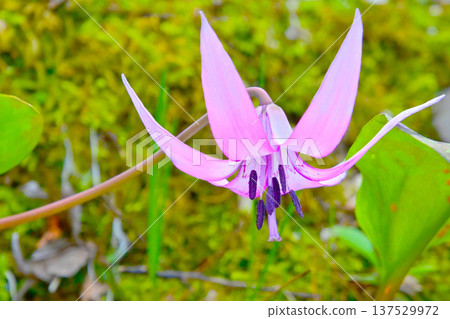 Spring fairies: delicate and beautiful dogtooth violets Spring fairies: delicate and beautiful dogtooth violets 137529972