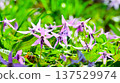 Spring fairies: delicate and beautiful dogtooth violets 137529974