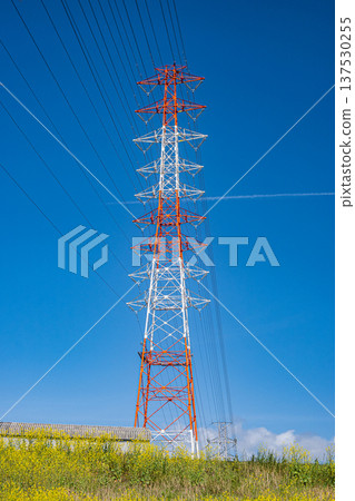 A power transmission tower seen from under the Yodo River embankment where nanohana flowers are blooming, Takatsuki City, Osaka Prefecture 137530255