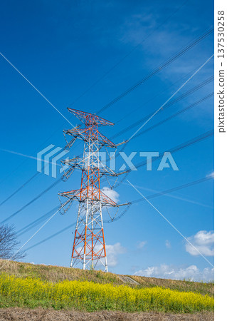 A power transmission tower seen from under the Yodo River embankment where nanohana flowers are blooming, Takatsuki City, Osaka Prefecture 137530258