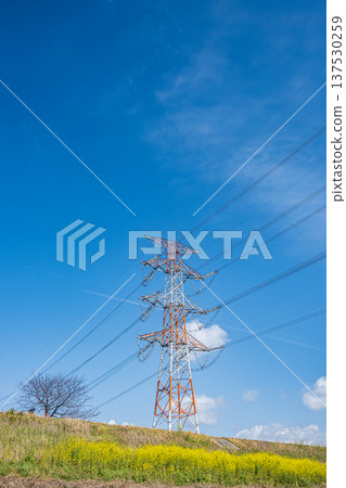 A power transmission tower seen from under the Yodo River embankment where nanohana flowers are blooming, Takatsuki City, Osaka Prefecture A power transmission tower seen from under the Yodo River embankment where nanohana flowers are blooming, Takatsuki City, Osaka Prefecture 137530259