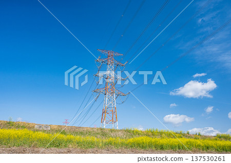 從淀川河堤下望去，可以看到一座輸電塔，河堤上盛開著野花，地點是大阪府高槻市。 137530261