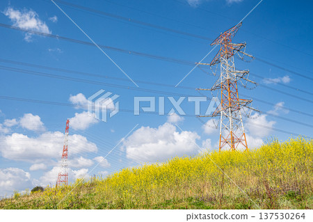 A power transmission tower seen from under the Yodo River embankment where nanohana flowers are blooming, Takatsuki City, Osaka Prefecture 137530264