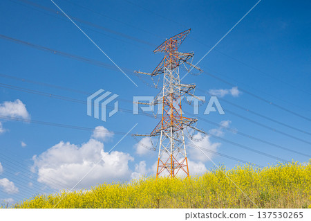 A power transmission tower seen from under the Yodo River embankment where nanohana flowers are blooming, Takatsuki City, Osaka Prefecture A power transmission tower seen from under the Yodo River embankment where nanohana flowers are blooming, Takatsuki City, Osaka Prefecture 137530265