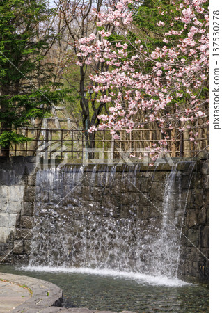 The wall spring and cherry blossoms at Meisui Fureai Park, selected as one of Hokkaido's 100 best urban development sites, in Chitose, Hokkaido (May) The wall spring and cherry blossoms at Meisui Fureai Park, selected as one of Hokkaido's 100 best urban development sites, in Chitose, Hokkaido (May) 137530278