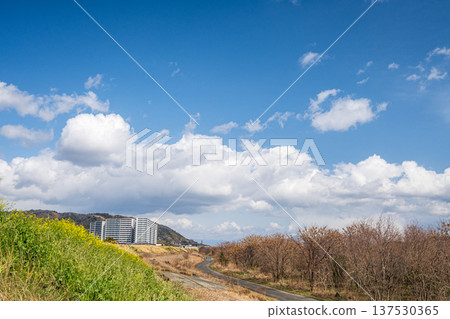 Yodo River right bank riverbed scenery, Takatsuki City, Osaka Prefecture 137530365