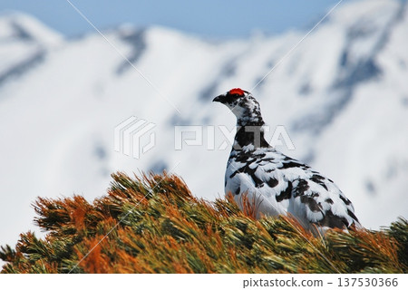 Rock ptarmigan: A bird that lives in mountainous areas 137530366
